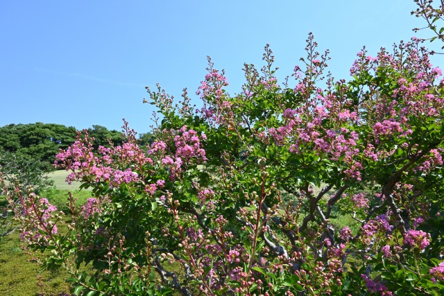 sarusuberi_nihonteien_250730_02