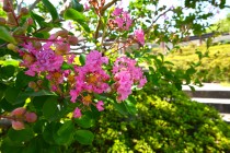 sarusuberi_nihonteien_250730_03