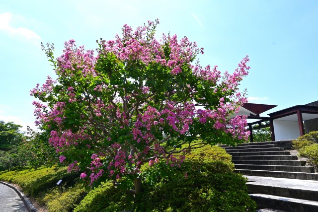 sarusuberi_nihonteien_250806_01
