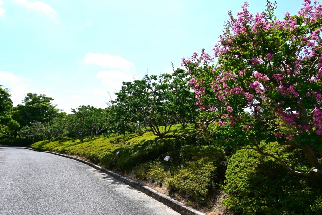 sarusuberi_nihonteien_250806_02