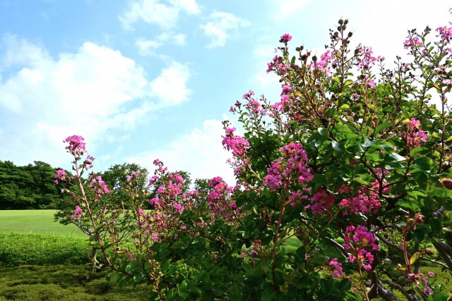 sarusuberi_nihonteien_250814_01