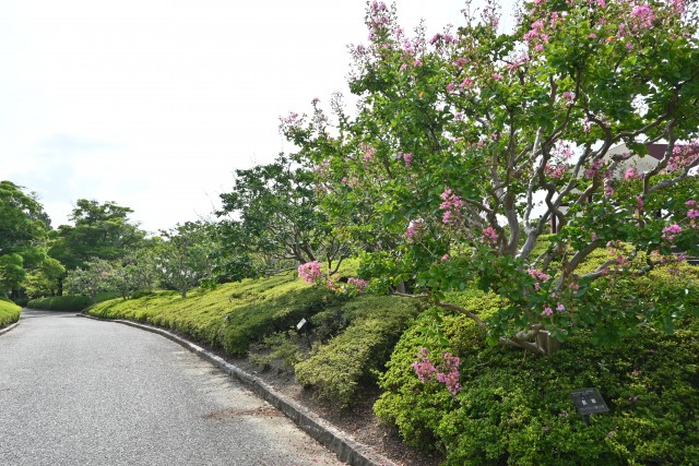 sarusuberi_nihonteien_250814_02