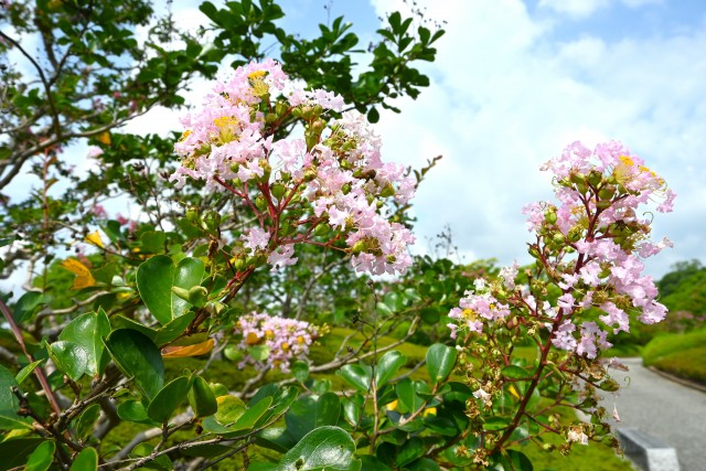 sarusuberi_nihonteien_250814_03