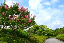 sarusuberi_nihonteien_250814_04