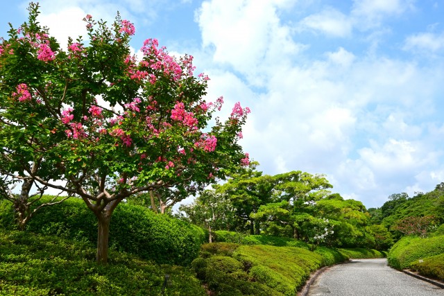sarusuberi_nihonteien_250814_04