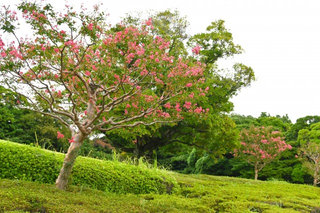 sarusuberi_nihonteien_250926_01
