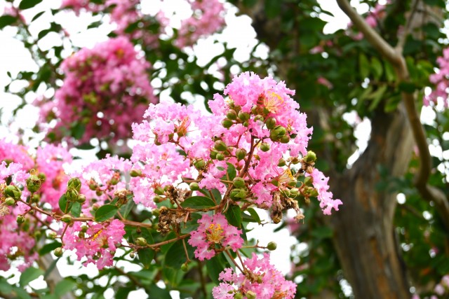 sarusuberi_nihonteien_250926_03