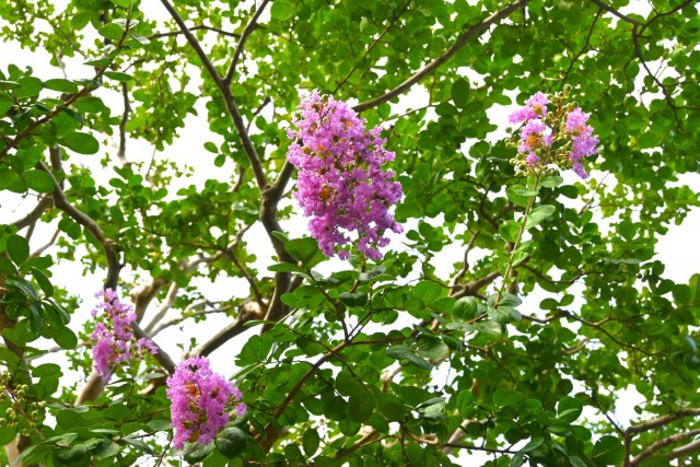 sarusuberi_nihonteien_260729_01