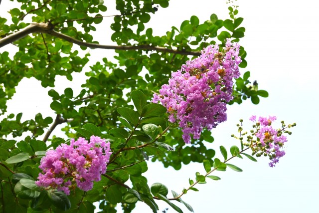 sarusuberi_nihonteien_260729_02