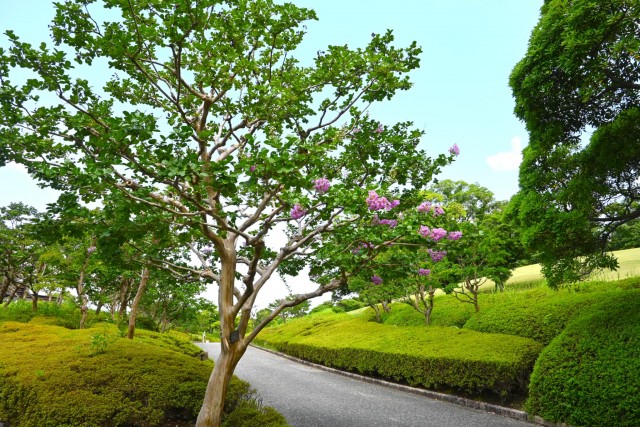 sarusuberi_nihonteien_260729_03