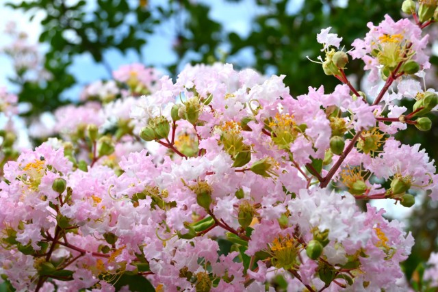 sarusuberi_nihonteien_260811_01