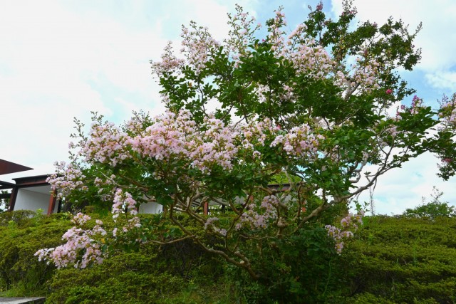 sarusuberi_nihonteien_260811_02
