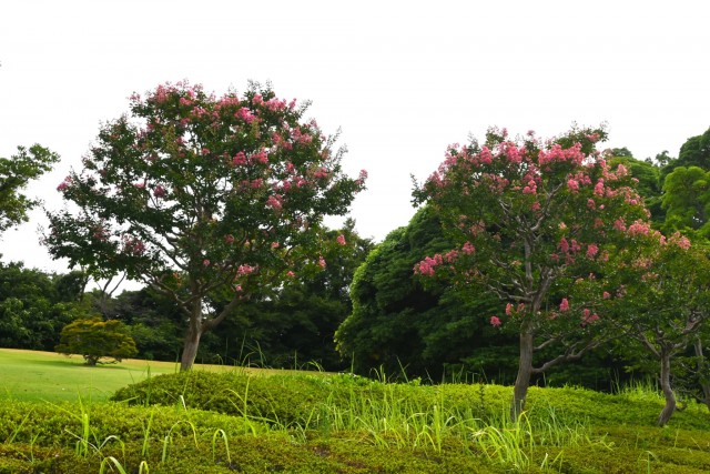 sarusuberi_nihonteien_260811_03
