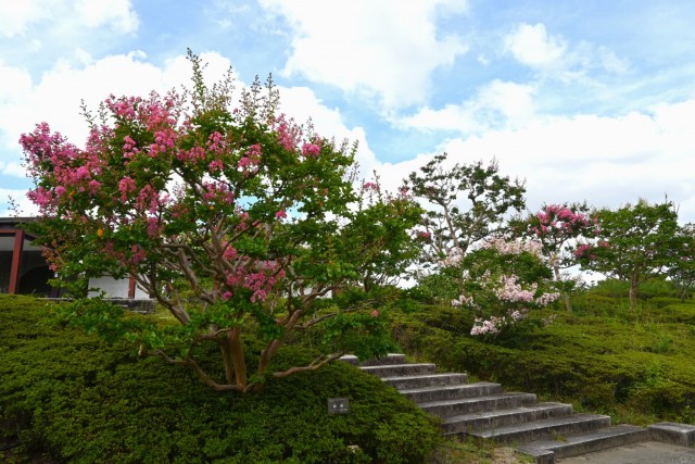 sarusuberi_nihonteien_260811_04