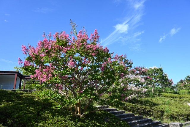 sarusuberi_nihonteien_260819_01