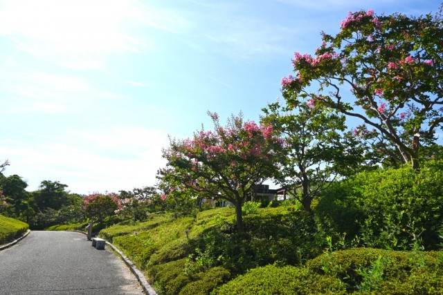 sarusuberi_nihonteien_260819_02