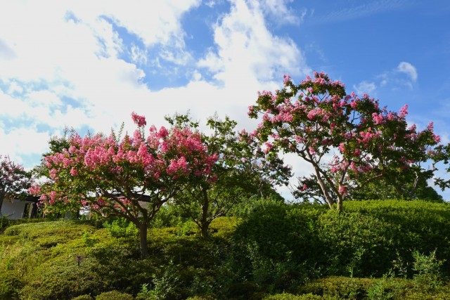 sarusuberi_nihonteien_260826_01
