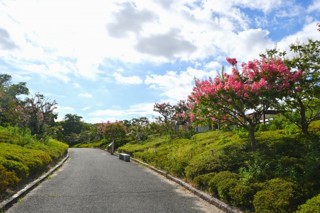 sarusuberi_nihonteien_260826_02