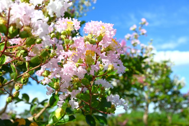 sarusuberi_nihonteien_260826_03