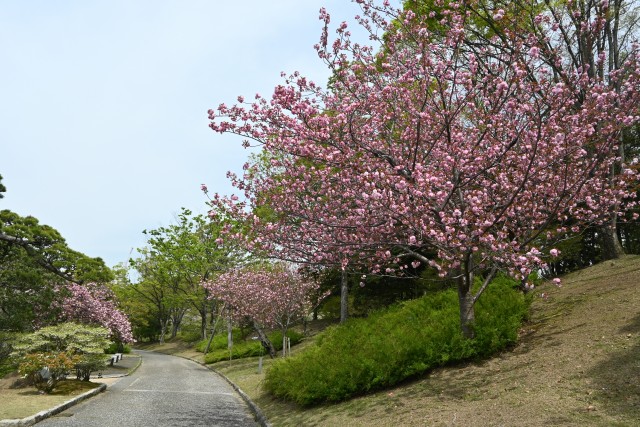 satozakura_240415_01