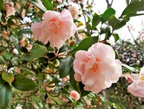 sazanka_211119_03