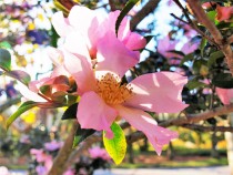 sazanka_211124_03
