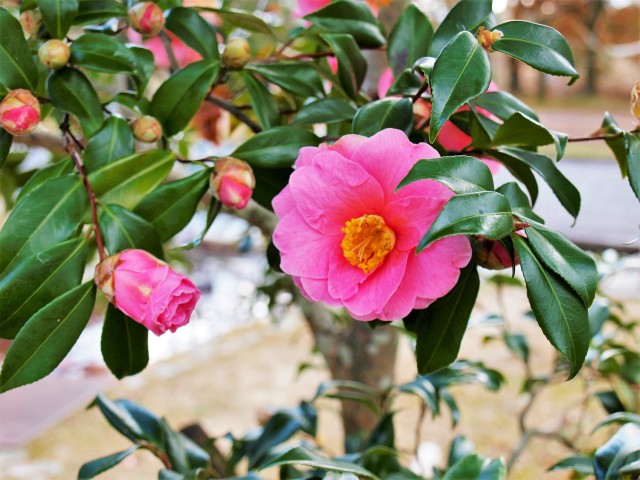 sazanka_220105_01