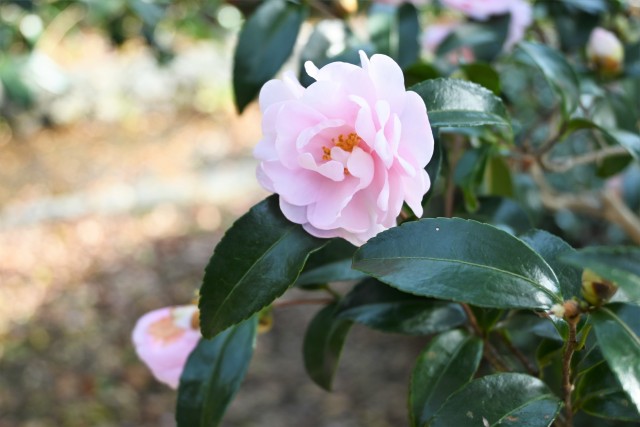 sazanka_221207_01