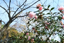 sazanka_221207_02