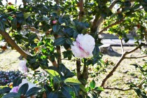 sazanka_221215_02