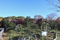 sazanka_221215_03
