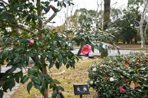 sazanka_221221_02
