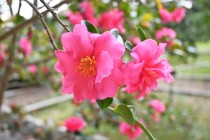 sazanka_221221_04