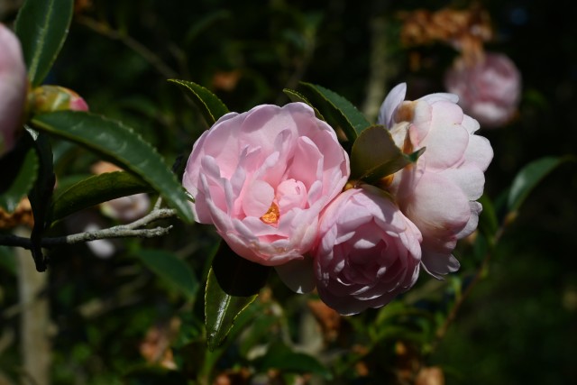 sazanka_221227_01