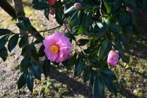 sazanka_221227_02