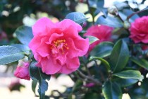 sazanka_221227_04