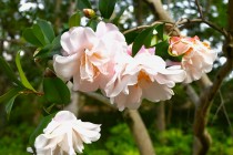 sazanka_231123_02