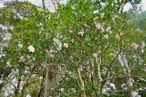 sazanka_231123_03