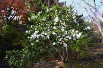 sazanka_231206_02