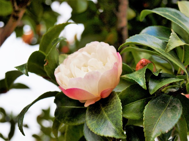 sazanka_asakura_220112_01
