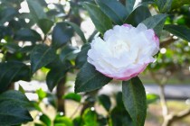 sazanka_asakura_231220_01