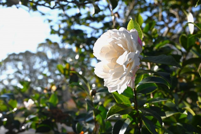 sazanka_asakura_240110