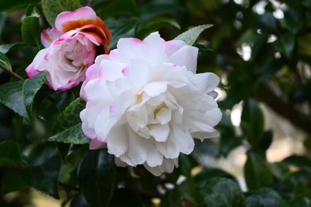 sazanka_asakura_251217