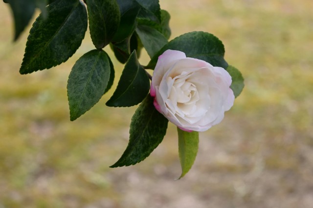 sazanka_asakura_260121