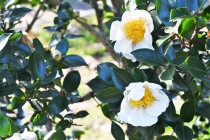 sazanka_chiyoduru_230111_01