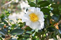 sazanka_chiyoduru_230118_01