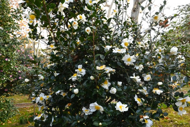 sazanka_chiyoduru_251210_01