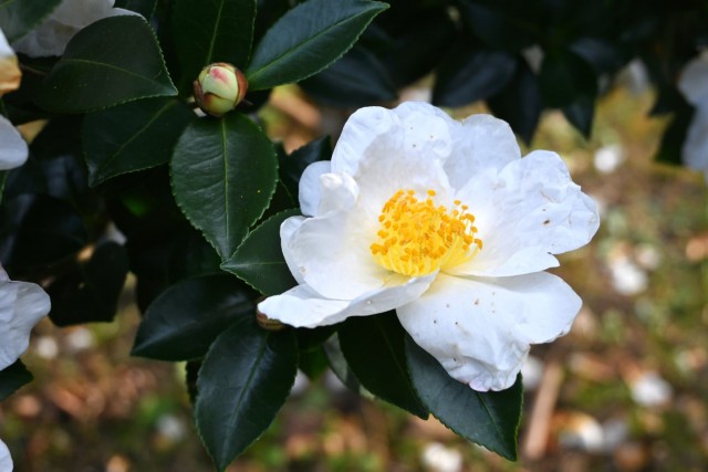 sazanka_chiyoduru_251210_02