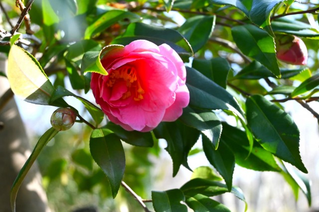 sazanka_egao_20260114