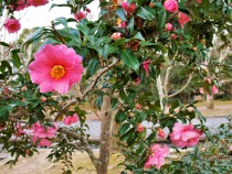 sazanka_egao_220120_01.jpg